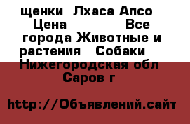 щенки  Лхаса Апсо › Цена ­ 20 000 - Все города Животные и растения » Собаки   . Нижегородская обл.,Саров г.